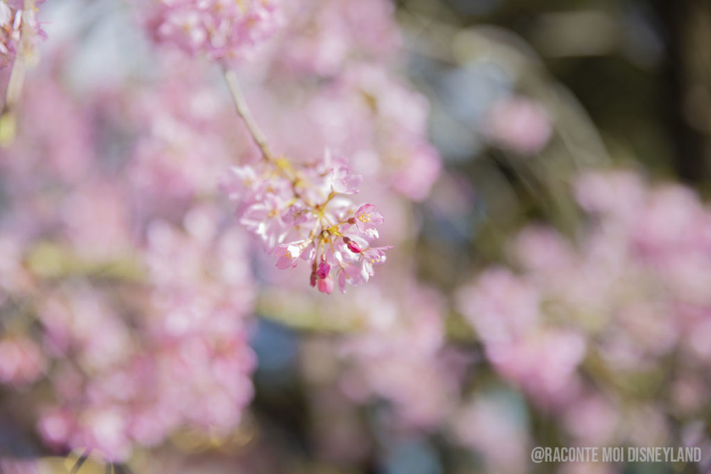 Disneyland Paris Spring Printemps 2