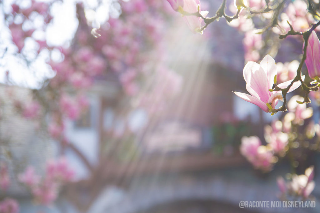 Disneyland Paris Spring Printemps 3
