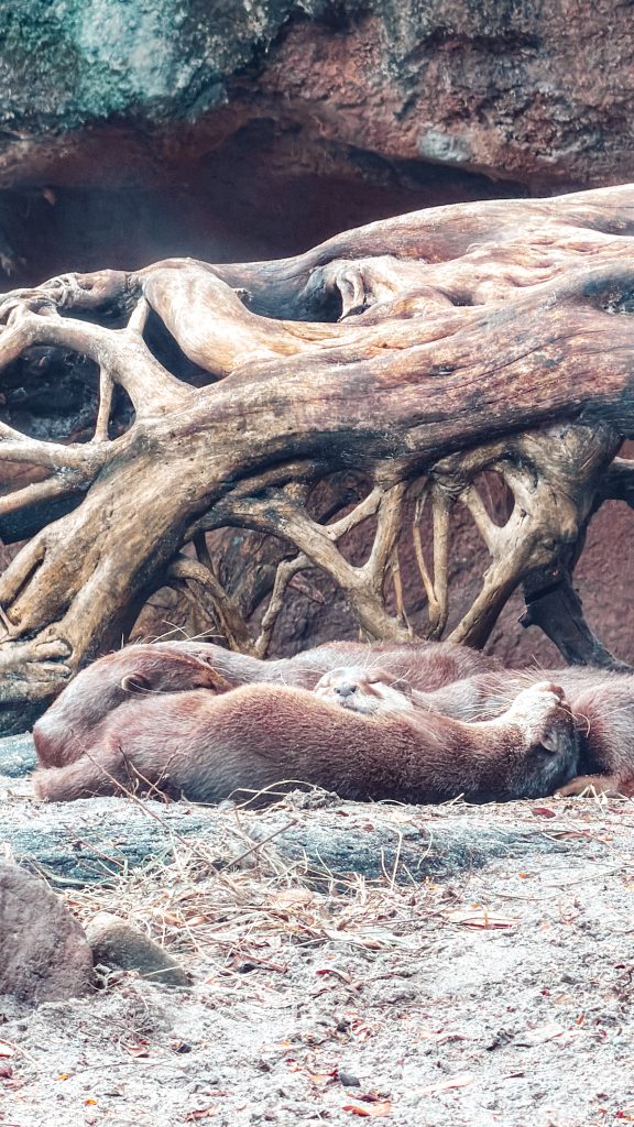 Walt Disney World Animal Kingdom Loutres