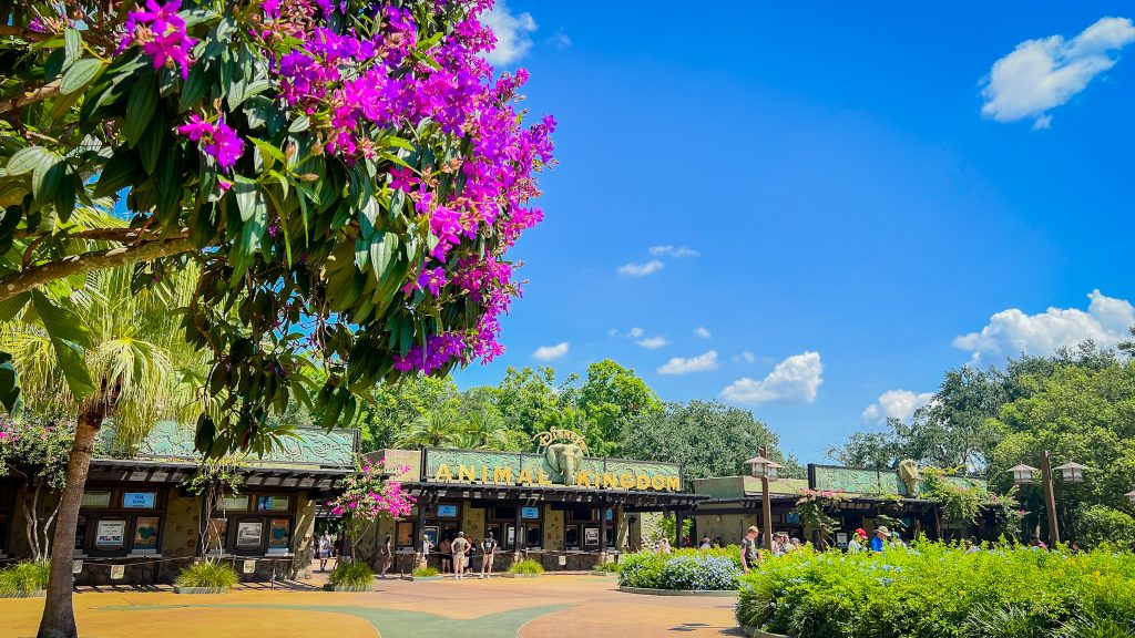 Animal Kingdom Walt Disney World